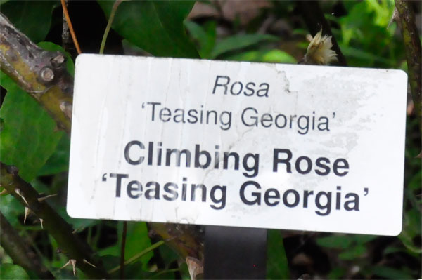 Climbing Rose sign